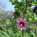 Lavatera arborea detail